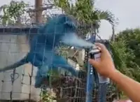 Animal welfare group demands investigation into monkey abuse video