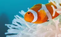 Clownfish shrink in size to survive heat waves