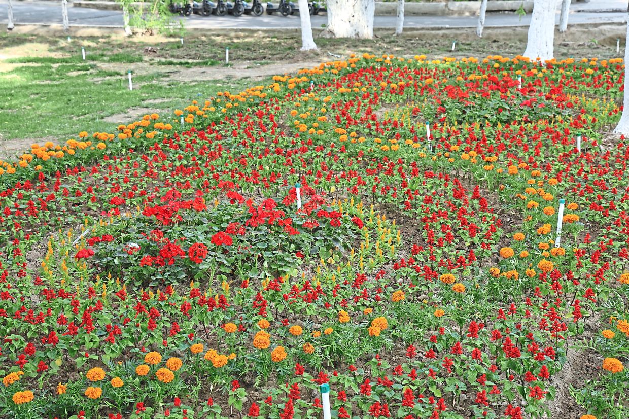 The Namangan International Flower Festival in Uzbekistan has been celebrated since the early 1960s. — Wikimedia Commons