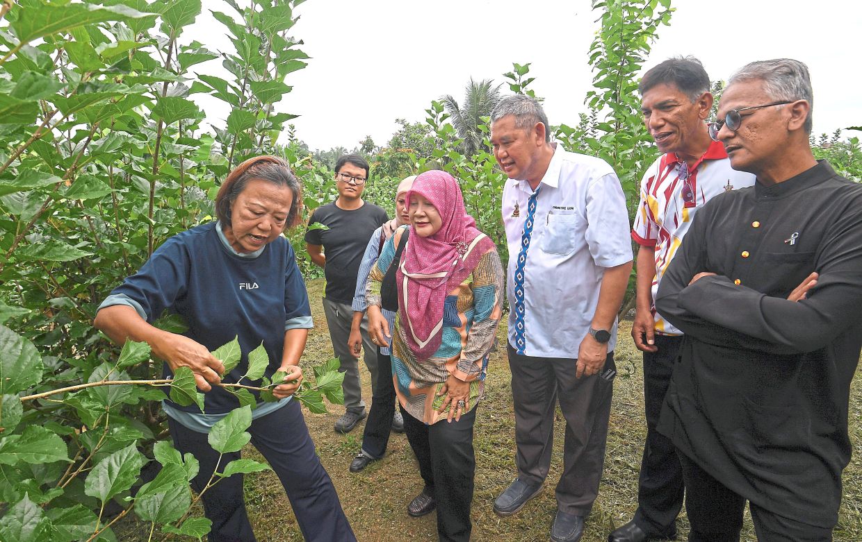 Villager Amy Lew (left), who runs a mulberry farm in Kampung Baru Sri Berjuntai, and Chiang (third from right) showing the mulberry trees to residents from the nearby Malay village. — Filepic