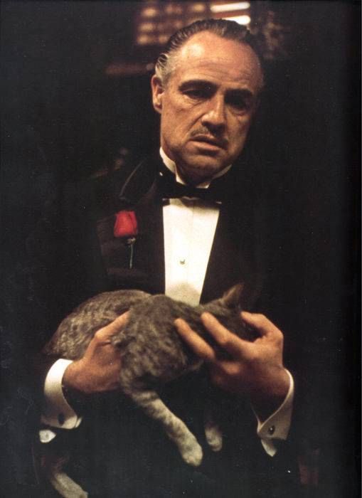 Next month, the MPO’s film-and-orchestra series will feature the classic movie 'The Godfather', starring Marlon Brando. Photo: Handout