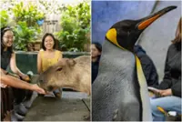 Special offers, attractions at the zoo as Singapore's Mandai Wildlife Group celebrates SG60