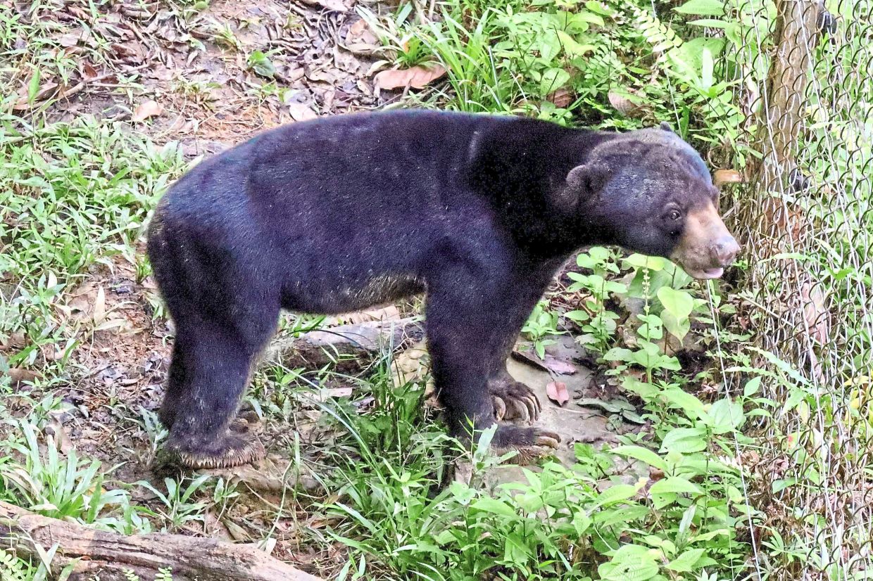 Tourism helping sun bear survival