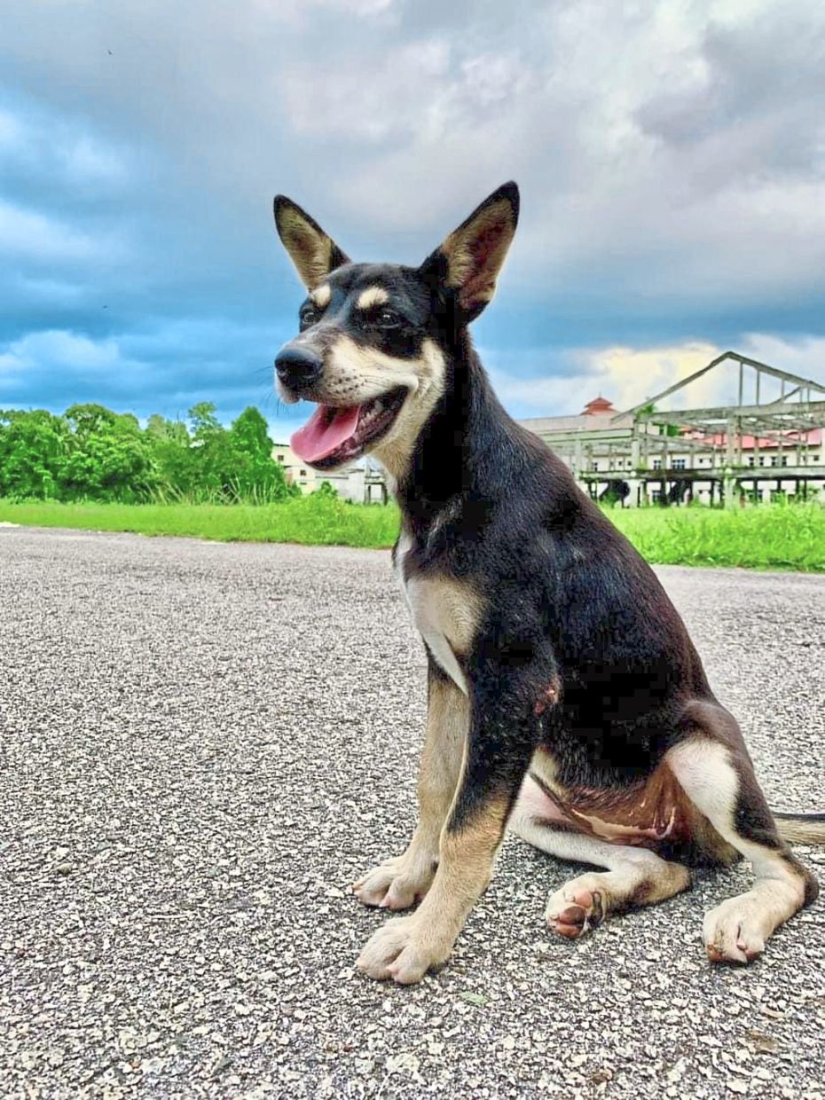 Slain pup: Kopi was a street dog who was fed and welcomed by people in the community.