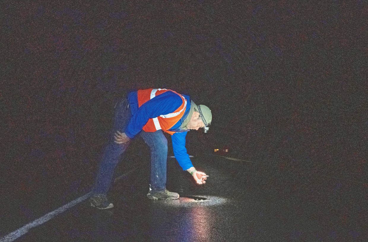 Bateman helping a spotted salamander cross a road. 