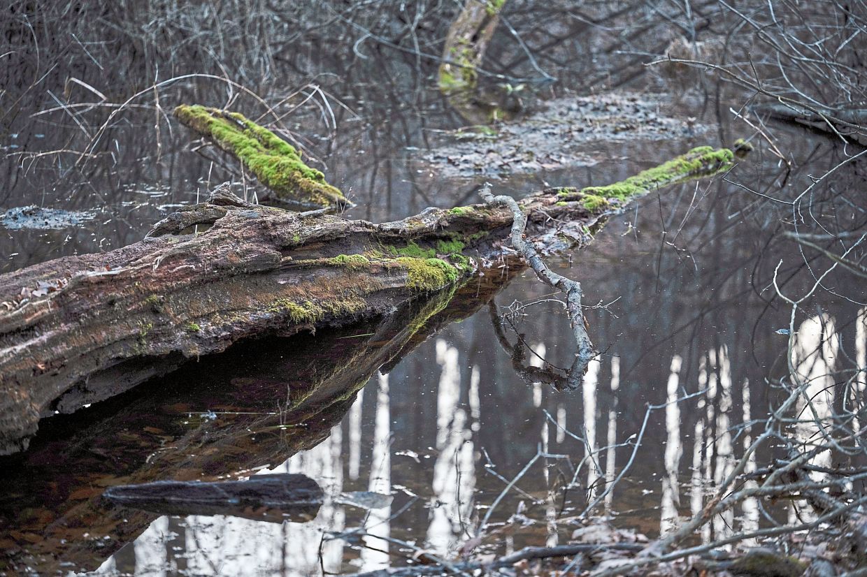 Water in a vernal pool, which show up each spring in forested ecosystems. 