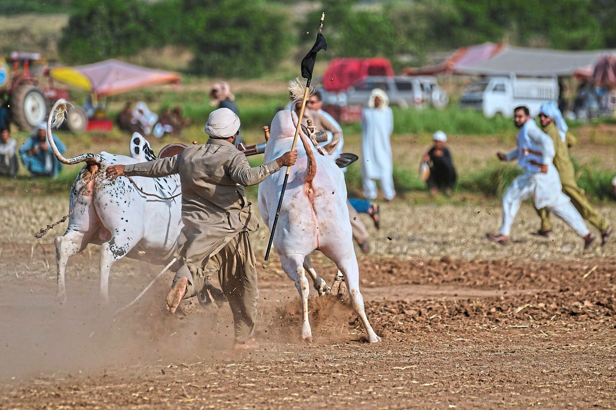 A jockey (centre) loses the control on a pair of bull.