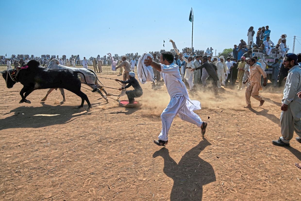 Members of a team shout next to a pair of bull start running.