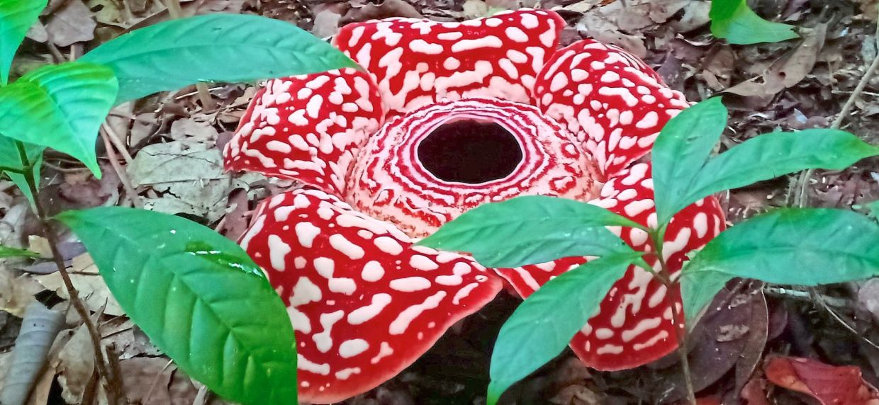 Rafflesia pricei is the species commonly found at Tambunan’s Rafflesia Information Centre. — Sabah Forestry Department/Facebook