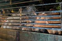 GOF thwarts smuggling of cattle and exotic birds into Kelantan