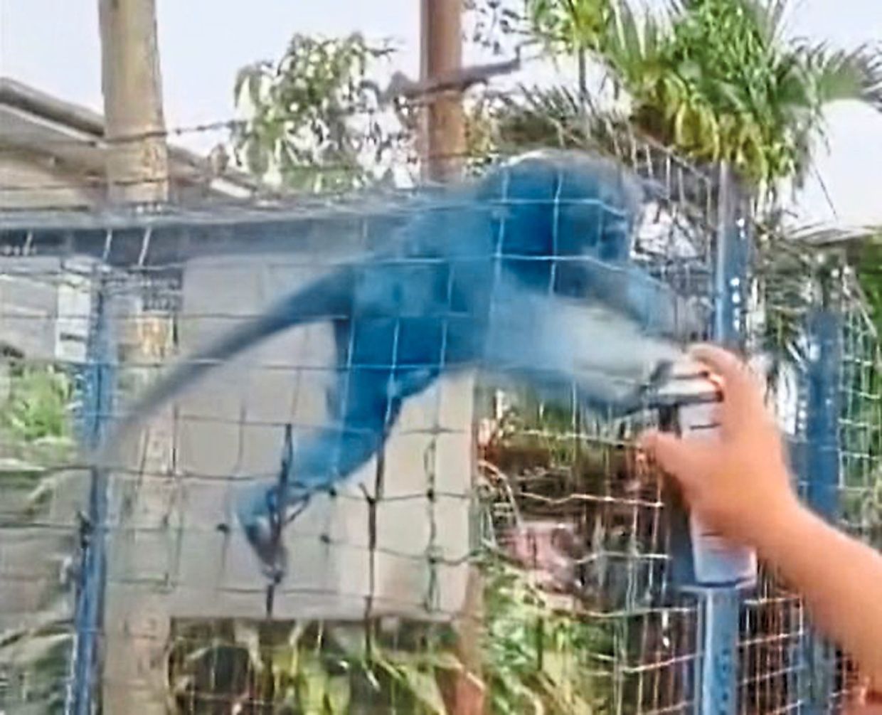 A video grab showing the monkey being spray painted.