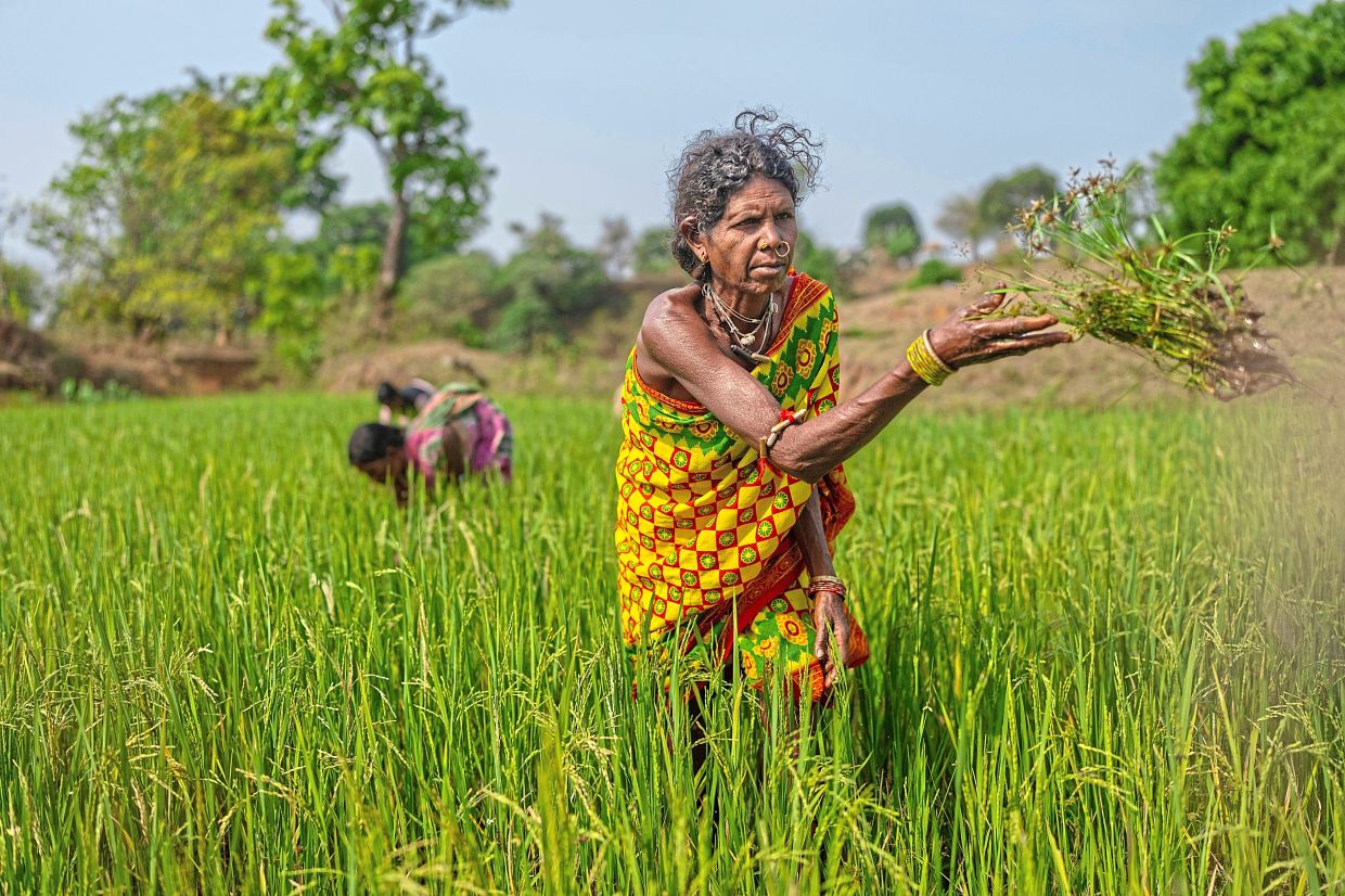 Budri Munduli, a Gadaba Indigenous woman, tending to her paddy fields near her homestead in Hatipakhna village, Koraput district. — AP