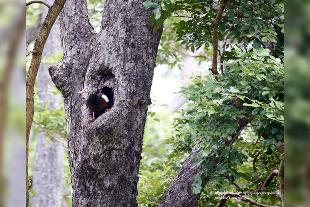 White-winged wild ducks nest in holes in tall trees in forests near streams, creeks an other bodies of water. - Photo: Environment ministry