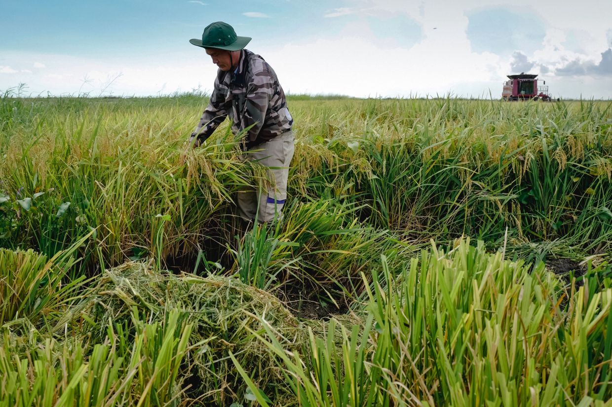 A Vietnamese specialist checks the quality of grains during the mechanized harvesting at a Vietnamese rice field in Los Palacios, Pinar del Rio province, Cuba. -- Photo by Adalberto ROQUE / AFP