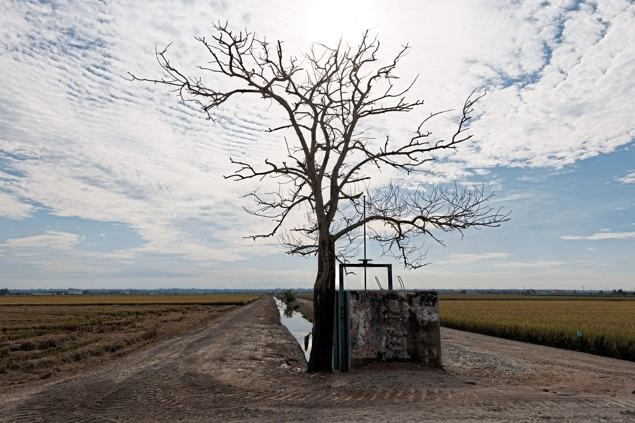 The lone tree marks a forgotten irrigation path, its skeletal limbs casting shadows over the water. Out here, even silence is rooted in purpose.