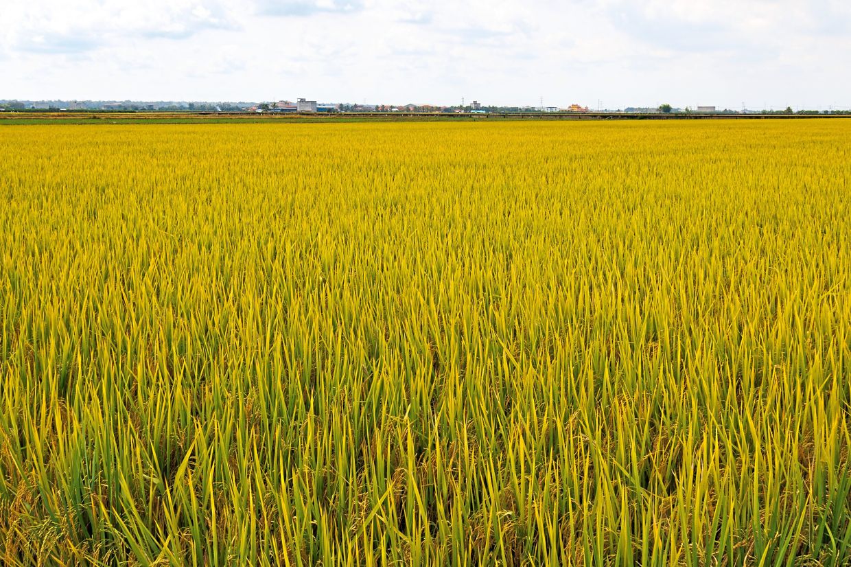 The season’s last standing stalks of rice awaiting their fate. Just before the cut, the fields pulse with the glow of gold on green.