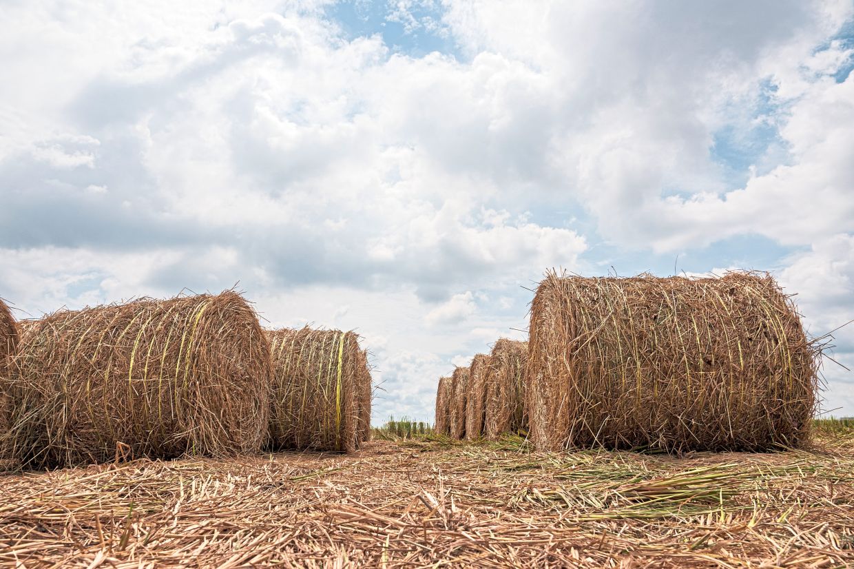 Lined like sentinels, these bales bear the shape of labour and leftovers. In Sekinchan, even what’s left behind stands tall.