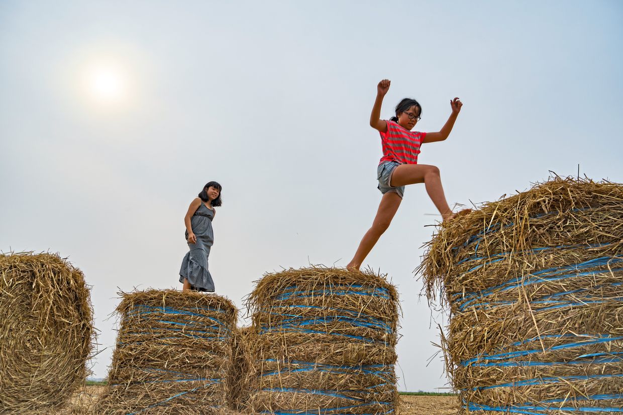 Children balancing atop bundled hay, their laughter rising into the sun-dimmed sky. For city kids, this is not just play but a lesson in where food begins.