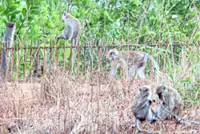 Over 100 wild monkeys captured since last year