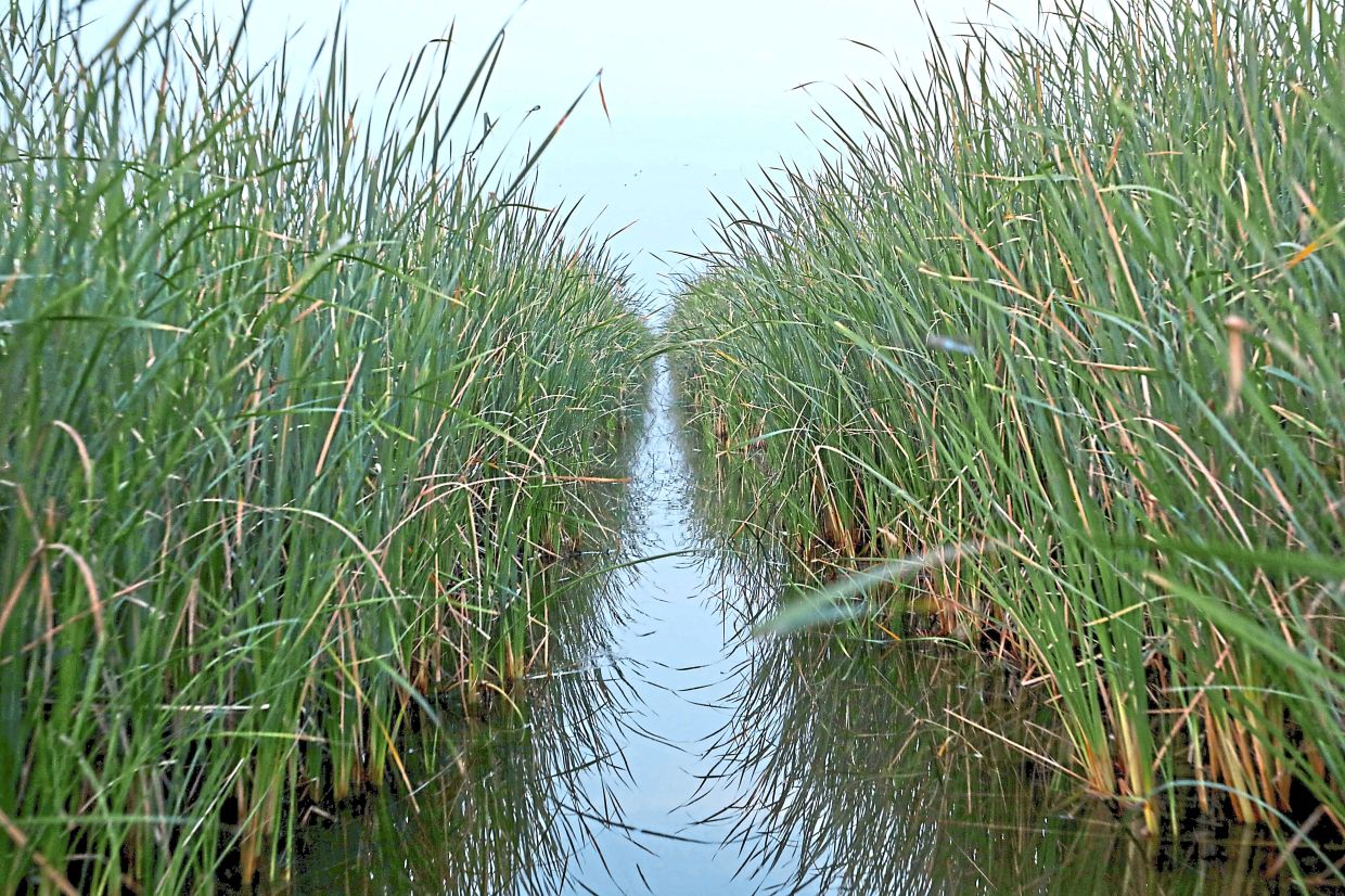 Papyrus plants grown in Iraq’s marshes of Huwaizah. — AFP 