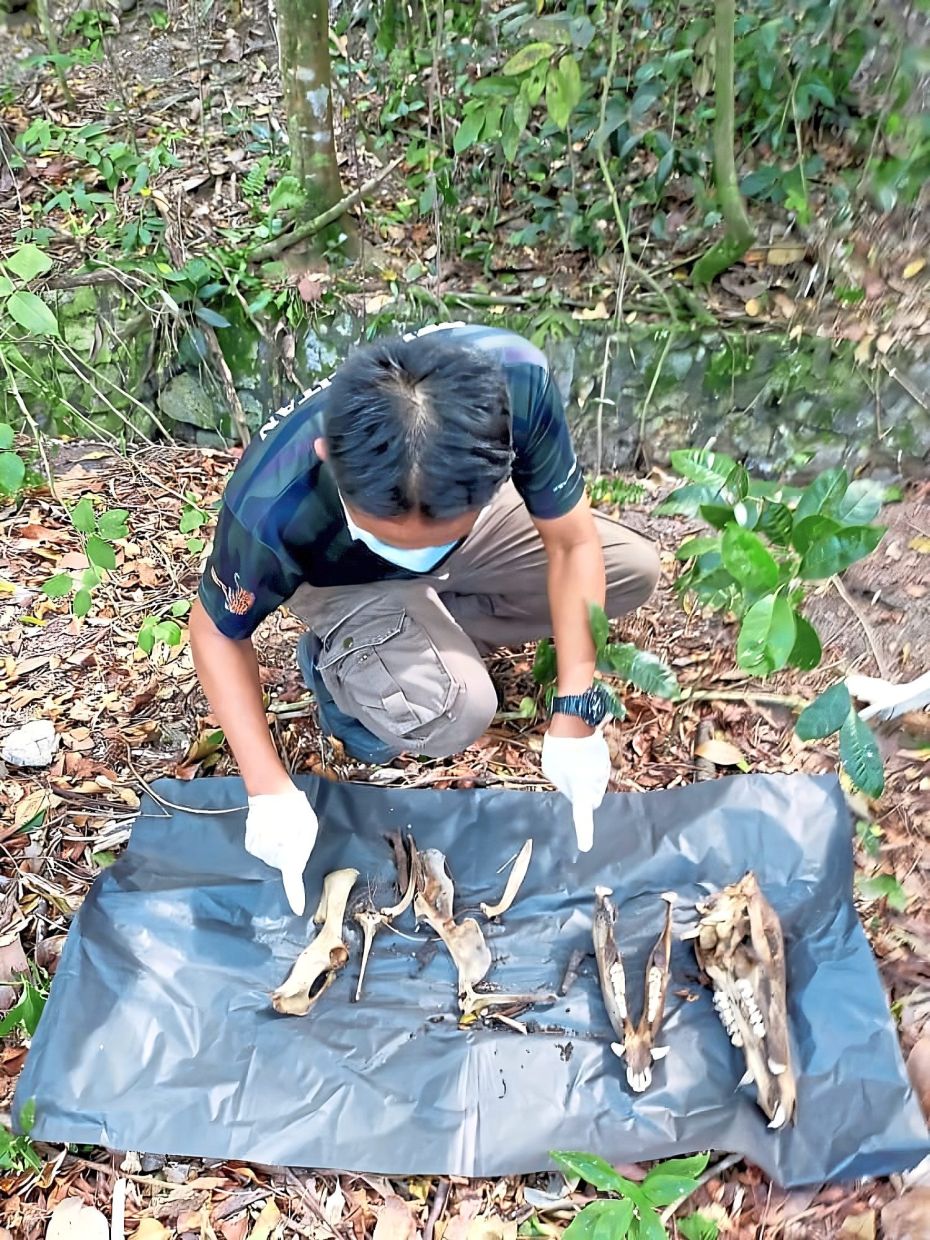 Samples from the carcass of a wild boar collected near Dataran Ukay were sent for testing. — Courtesy photo