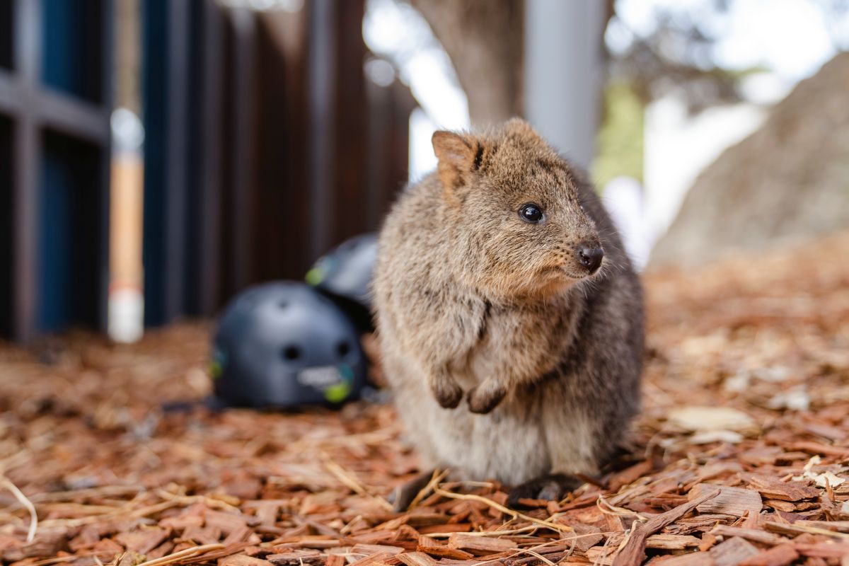 Get up close to the adorable, smiley quokkas in Rottnest Island.