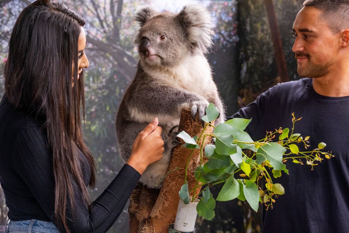 Experience unforgettable encounters with Australia’s iconic wildlife at Caversham Wildlife Park