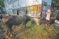 Woman thrives in cattle trading dominated by men