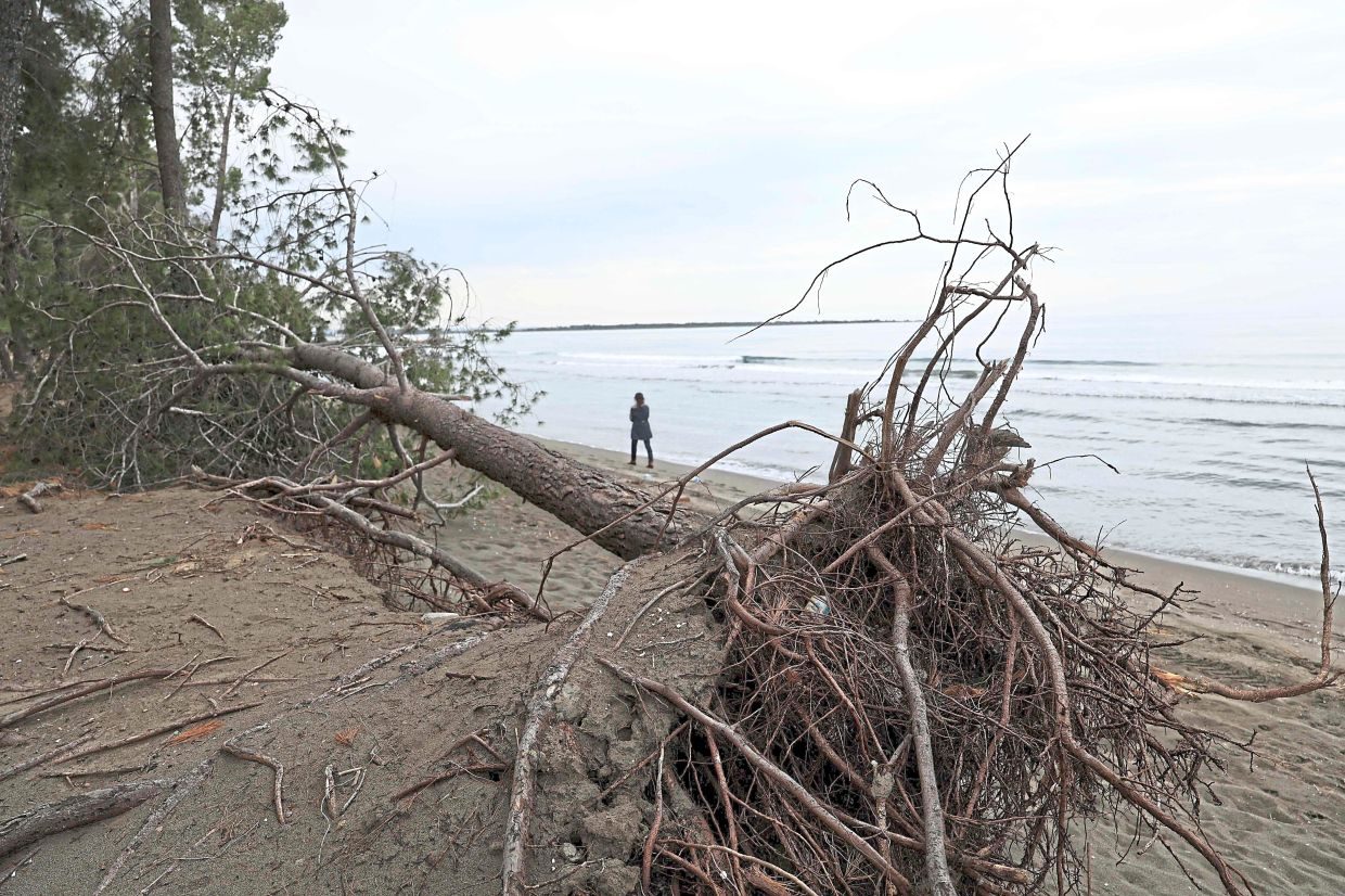 A pine tree toppled by erosion on the coast of Kune. — AFP