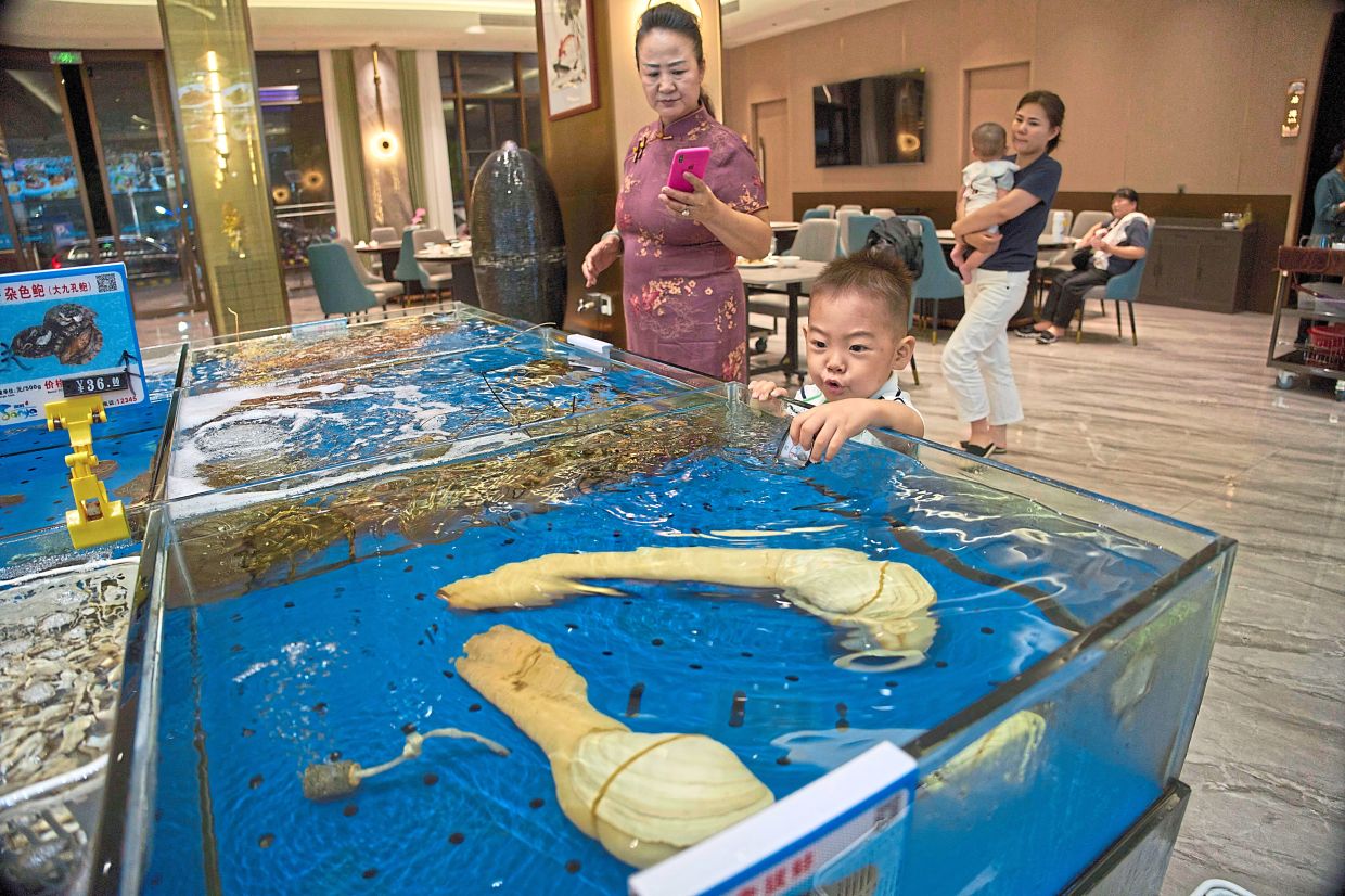 A child looking at geoducks from Canada at a restaurant in Sanya. — AP