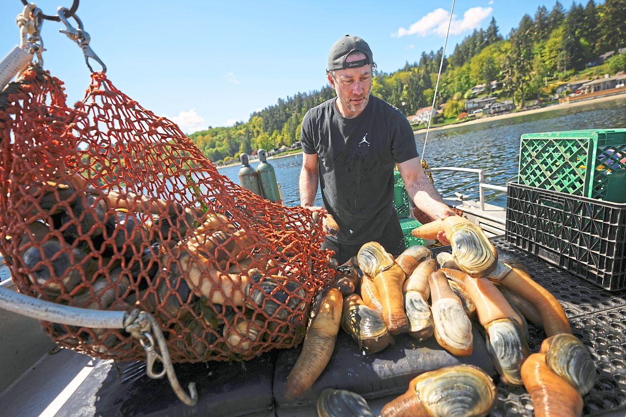 Daniel McRae unloading a bag of harvested geoduck clams from his brother Derrick (hidden) on their boat near Illahee State Park in Bremerton, Washington. — AP
