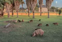 Capybara crisis in a luxury suburb