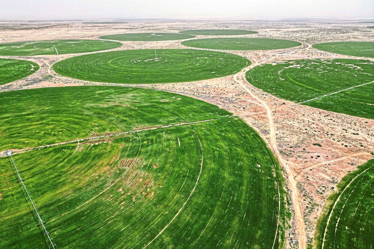 Wheat grows in circular fields irrigated with groundwater.