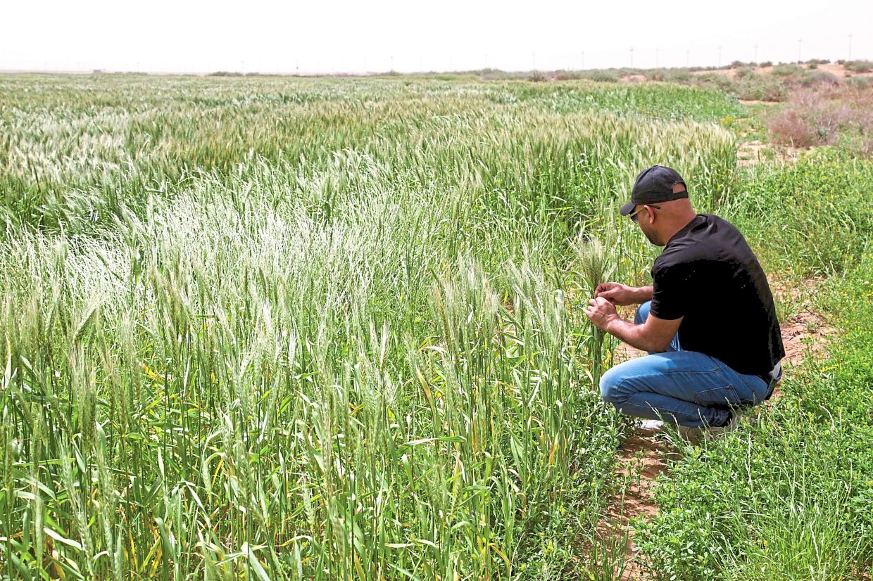 A farmer checks the crop growing in a wheat field irrigated by groundwater.