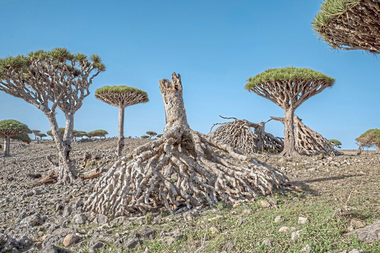 Toppled dragon's blood trees are strewn on the ground.