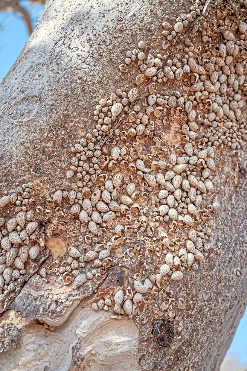 Achatinelloides mollusks gather on a tree’s bark.