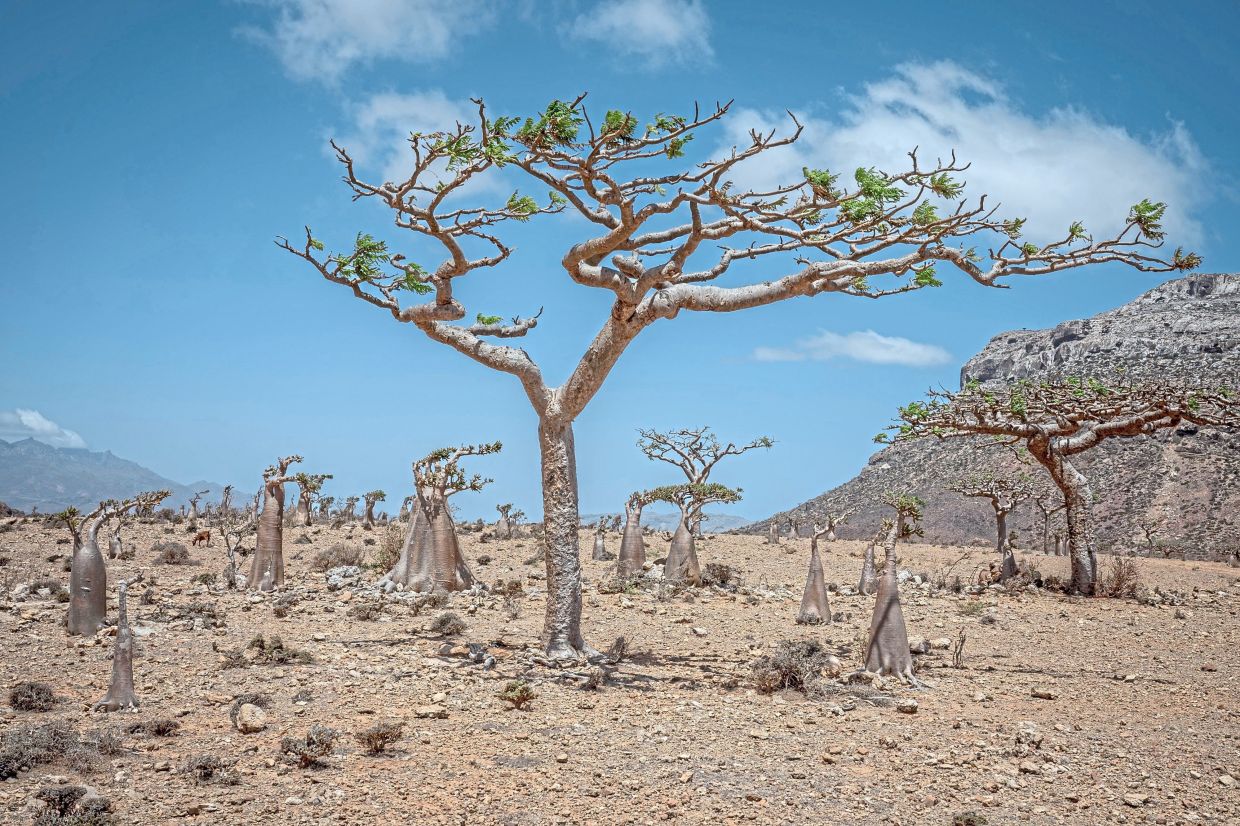 Frankincense and bottle trees grow in Socotra.