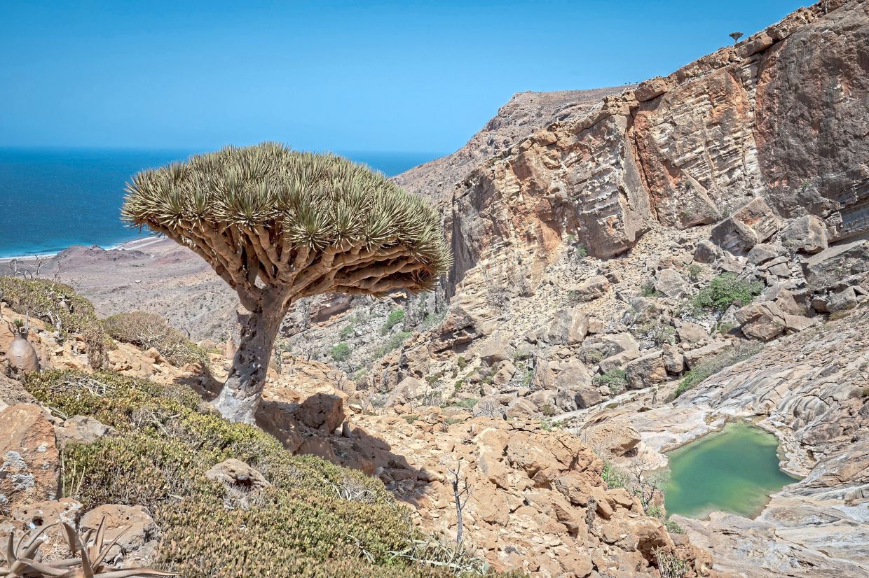 A dragon blood's tree overlooks a natural infinity pool within Homhil Protected Area.