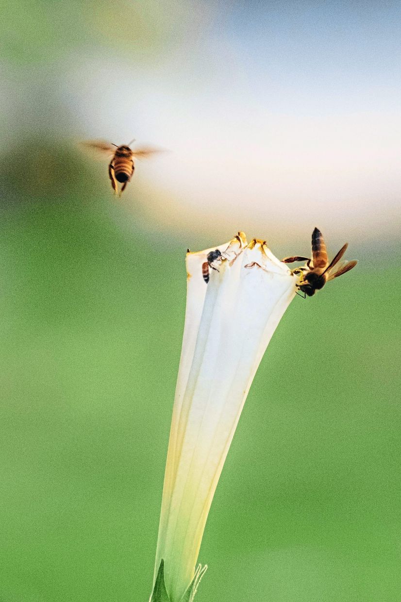 Pollinator decline threatens 75% of food crops and could unravel food systems within decades. — THANGPU PAITE/Pexels