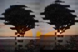 Botanical marvel: These trees exist in only one place on Earth, but are under threat
