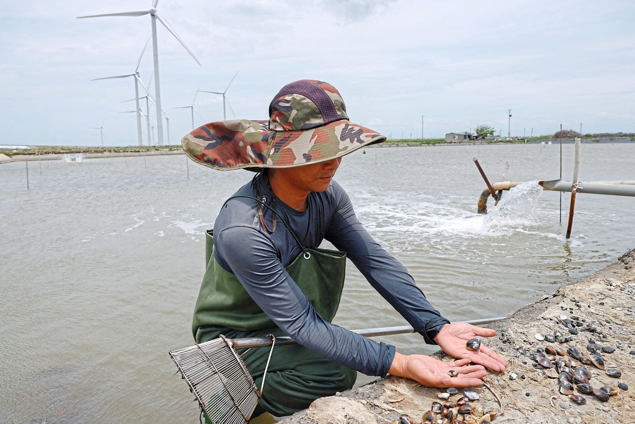 Hung shows the size difference of his clams, with the smaller ones collected closer to a wind turbine, saying that the vibration and noise from the turbine affect the growth of the clams.
