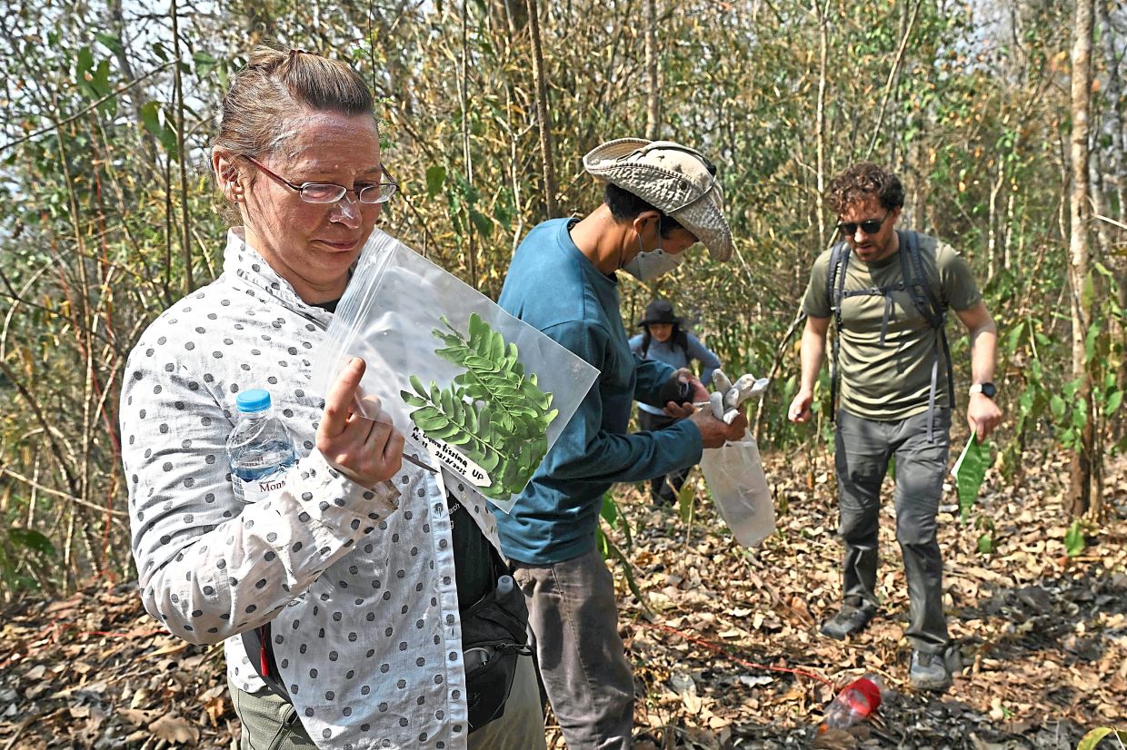 Birchenko (left) collecting Albizia odoratissima leaves in the wildlife sanctuary. — AFP