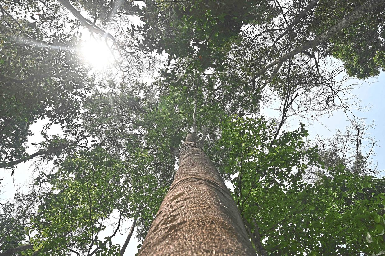 An untouched soapberry tree in the Umphang Wildlife Sanctuary. — AFP