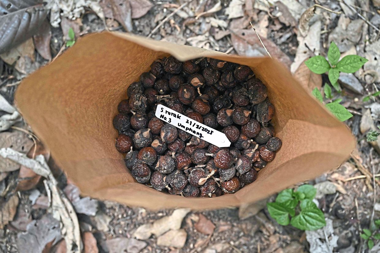 Sapindus rarak (soapberry) seeds that have been collected for genetic research and seed germination studies. — AFP