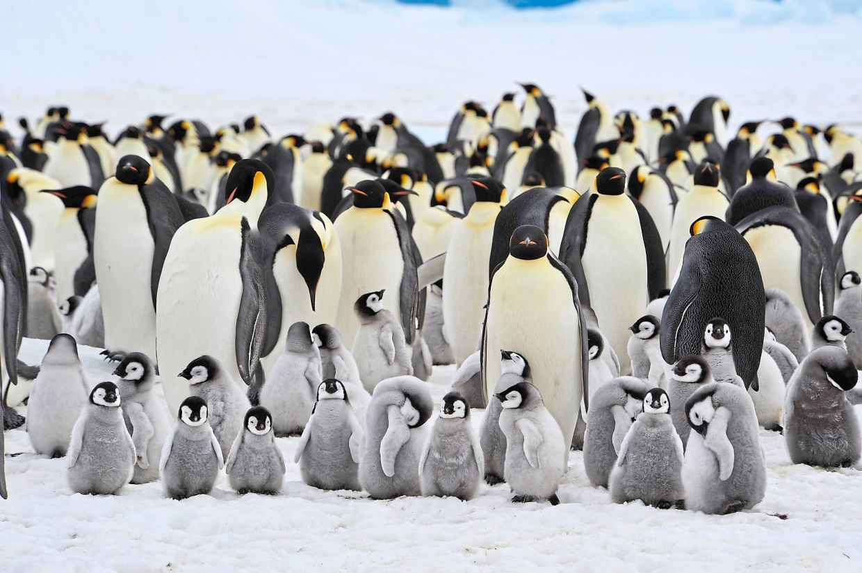 Scientists monitoring the world's largest penguin species used satellites to assess 16 colonies in the Antarctic Peninsula, Weddell Sea and Bellingshausen Sea. — Photos: AFP