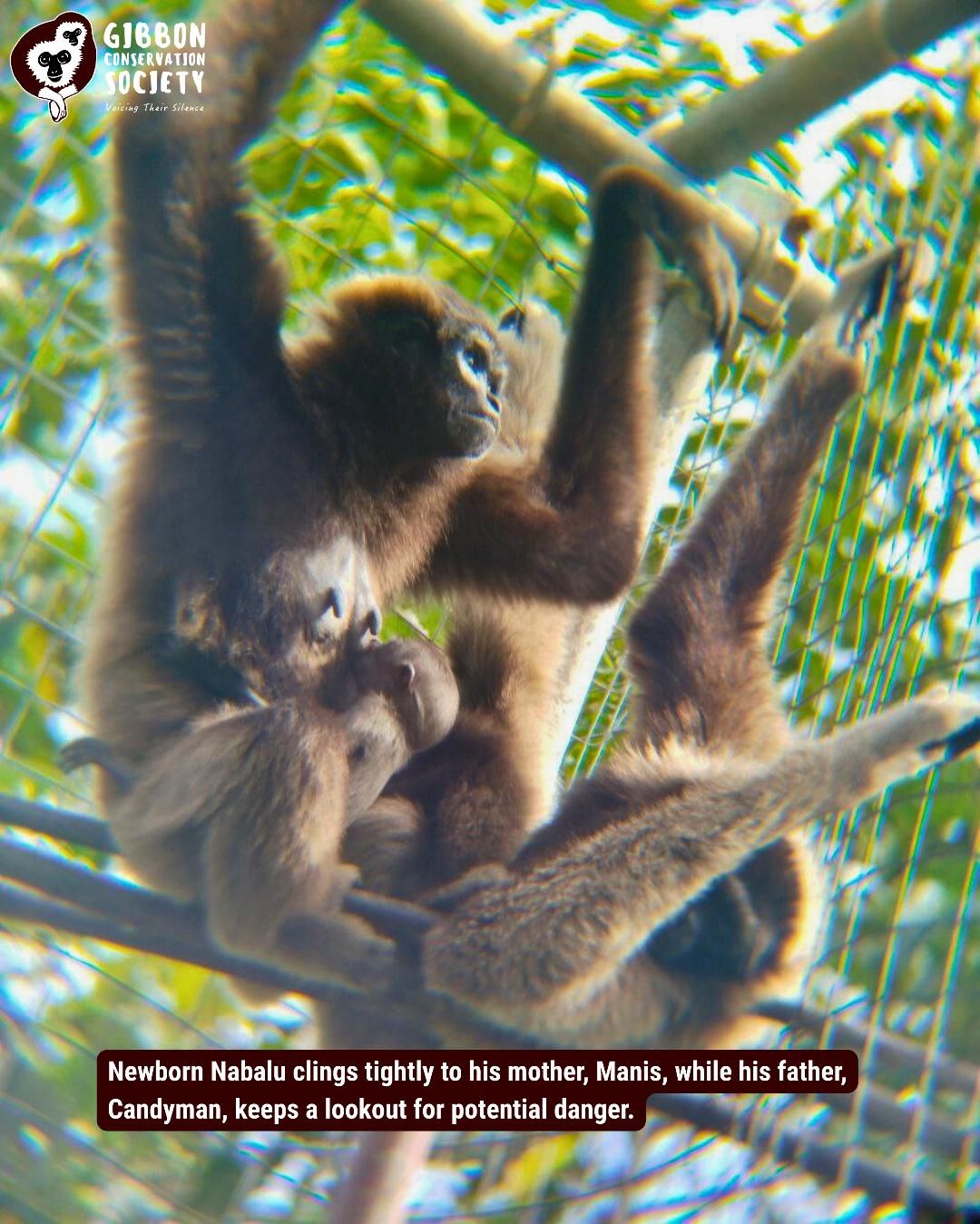 Newborn Nabalu clings tightly to his mother, Manis, while his father, Candyman, keeps a lookout for potential danger (PR, Photo by courtesy of GCS).