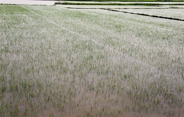 Heavy rains submerge thousands of hectares of newly sown summer-autumn rice fields in Quang Binh province. — VNA/VNS