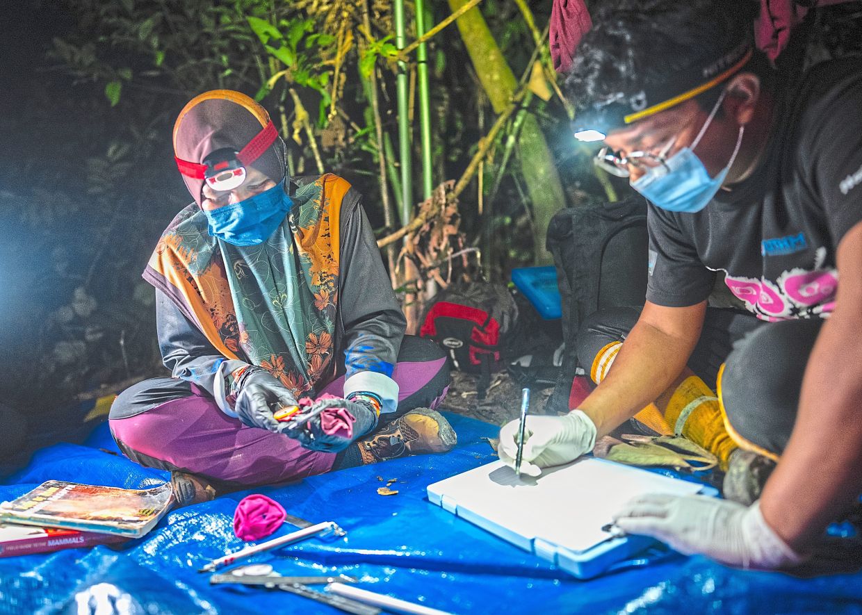 Exciting finds: (Left) The group posing for a photo at the end of the scientific expedition. (Right) Researcher Dr Nurul ‘Ain Elias measuring bat species with the assistance of a team member from FRIM. – Photo by Ryan Peters