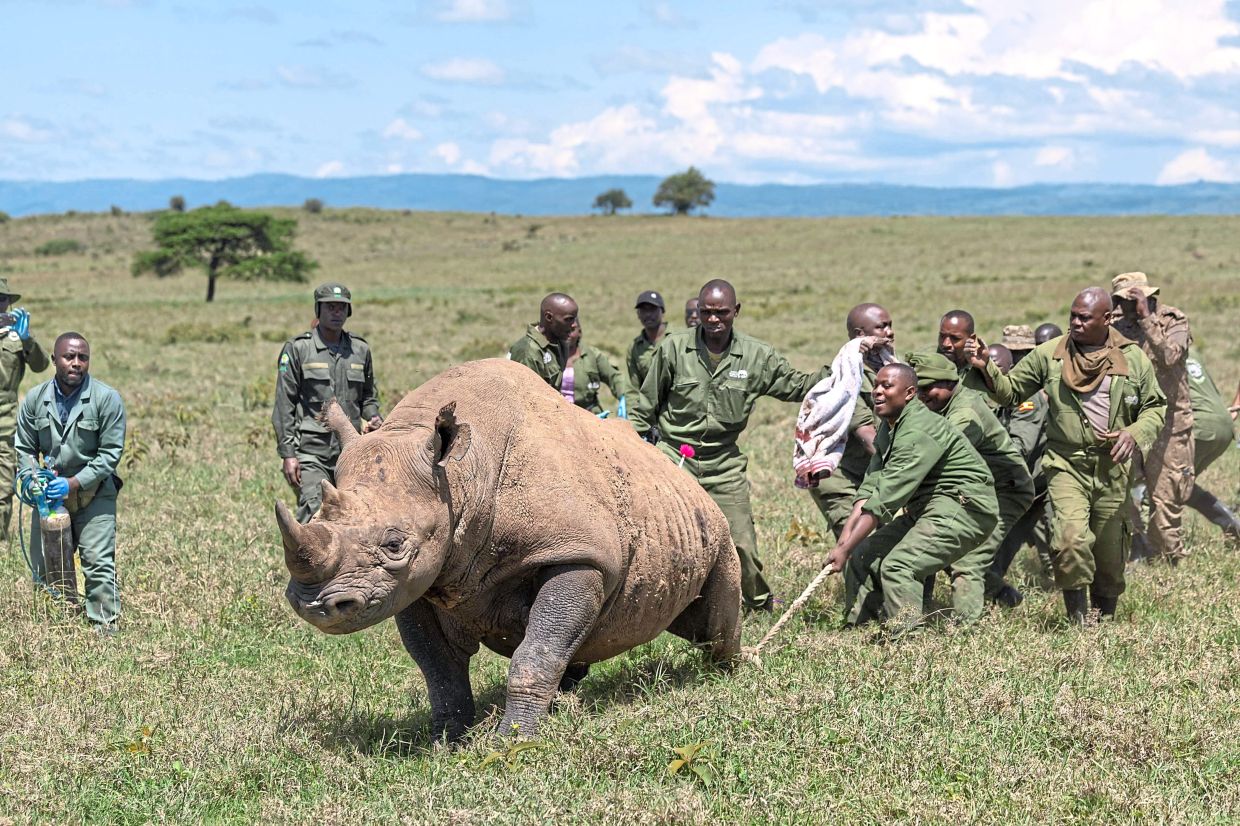 KWS veterinarians and rangers restraining one of the rhinos selected for translocation to the Segera Rhino Sanctuary.