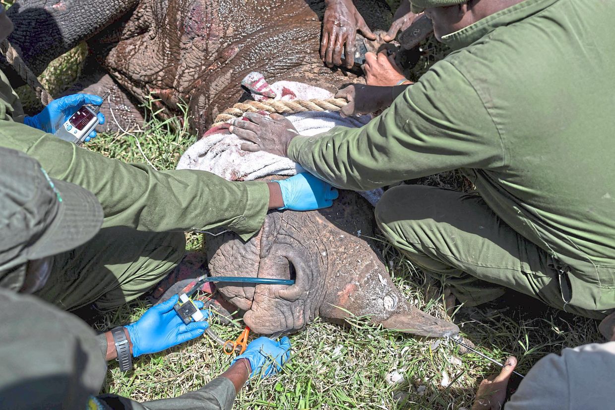 KWS vets collecting health data from a sedated female black rhino.
